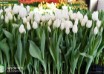 Tulipa Hakuun ® (1)